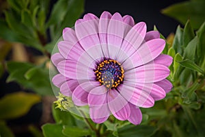 macro of a single isolated wide open blooming pink african / cape daisy / marguerite