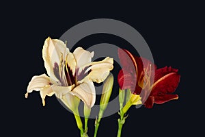 Color macro of a pair of isolated purple and beige daylily blossoms