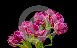 Macro of a bunch / bouquet of red parrot tulip blossoms with green leaves  on black background