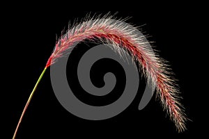 Fine art still life detailed color macro of a single isolated chinese pennisetum/chinese fountain /dwarf fountain/foxtail fountain