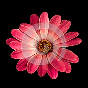 Fine art still life flower colorful macro of a wide open red african cape daisy marguerite blossom on black