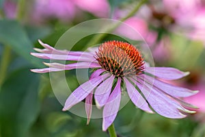 Macro of a wide open single isolated pink orange coneflower echinacea blossom on natural green