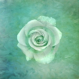 Fine art still life tone in tone green rose macro on textured paper canvas background