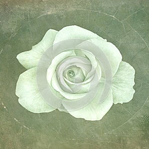 Fine art still life tone in tone green rose macro on textured paper canvas  or stone background