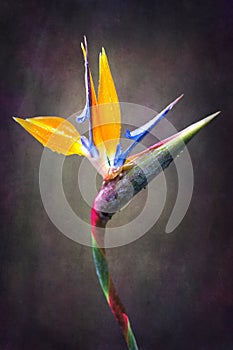 Fine art Strelitzia flower