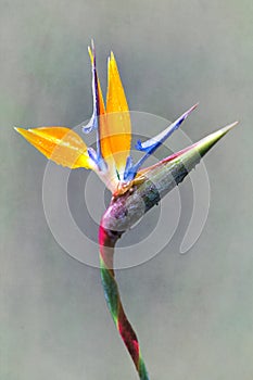 fine art Strelitzia flower