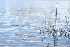 fine art style water scape of reeds grasses protruding from blue velvety relaxed water
