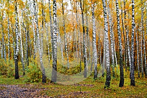 A fine autumn day, a birch grove, yellow and orange leaves_