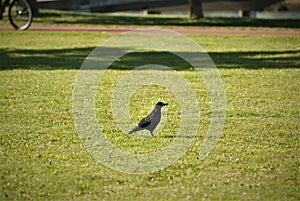 Fine black bird found in center of city on green grass in park on sunny day, Randers city, Denmark