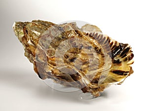 Fine de Claire Oyster