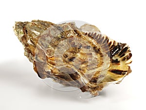 Fine de Claire Oyster