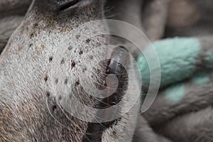 Fine detail of dog whisker. White fur and black features of greyhound