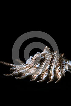 Fine detail on single sea shell on black background