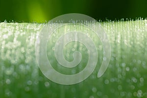 Fine dew drops on wide green leaf