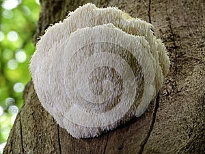 Fine example of a Lions Mane mushroom.