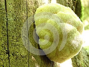 Fine example of a Lions Mane mushroom. photo