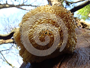 Fine example of a Lions Mane mushroom. photo