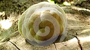 Fine example of a Lions Mane mushroom. photo