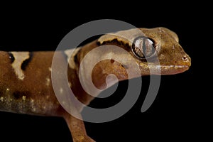 Fine faced gecko Diplodactylus Pulcher