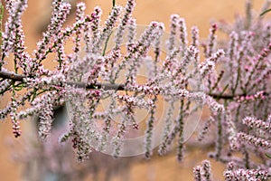 Fine, feathery Tamarix flowers creating a soft pink haze over a natural backdrop.