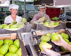 Fine female workers sort ripe pears into boxes