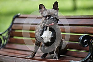 A fine French bulldog sits on a bench against a background of green grass