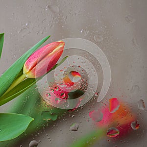 Fine fresh red tulips behind glass with rain drops. Bouquet for loved ones all occasions. Flower nature bright