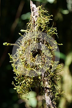 Fine green fern growing on a tree branch in a lush green forest. Background blurred or out of focus. Verical image photo