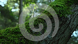 Fine green moss growing on tree in forest. Natural ecology environment background. Close up macro view