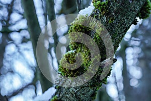 Fine green moss and lichen growing in forest over tree - melting snow near, closeup