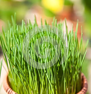 Fine grown chives