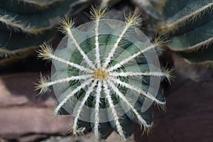 Fine Hair Like Spikes on a Cactus