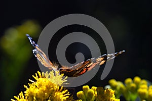 Fine hair vibrissae Monarch Butterfly in Pismo Beach Monarch Butterfly Grove on the Central Coast of California USA