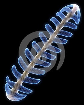 Braided Telomere Stability