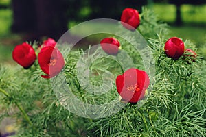 Fine leaved peony - Paeonia tenuifolia