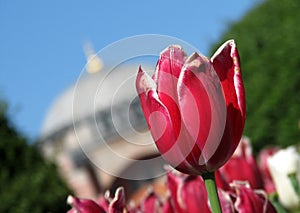 A fine look at the Tulips in front of Hagia Sophia - Istanbul