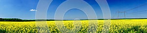 Fine panorama of rapefield and blue sky.