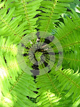 Fine pattern from leaves of fern