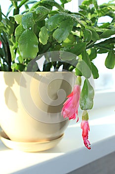 Fine pink flower of Schlumbergera