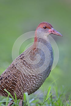 fine red eyes brown head and pink bills to with grey breast and pattern wings of slaty-breasted rail