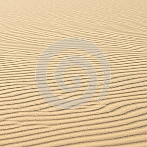 Fine ripples of sand stretch across the image, creating a textured pattern. The sand is