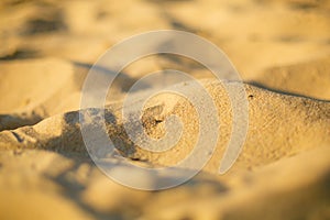 Fine sand macro on the shore of local river