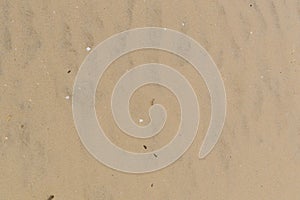 Fine sand texture and background