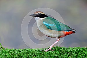Fine and soft looking of fairy pitta, beautiful rare bird appear in bangkok city garden during its transit to north