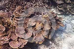 Fine spined coral (Montipora hispida)