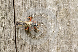 A Fine Streaked Bugkin, Miris striatus, perching on a wooden fence in springtime.