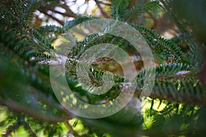 Fine Tree Leafs Close up