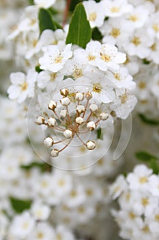 Fine white flowers