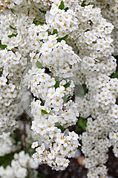 Fine white flowers