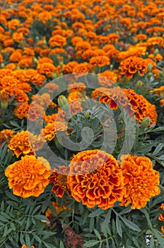 Fine Wild Growing Flower Marigold Calendula On Background Meadow